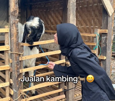 Kisah Wanita Lulusan Kedokteran Memilih Jualan Kambing, Keputusannya Curi Perhatian Warganet