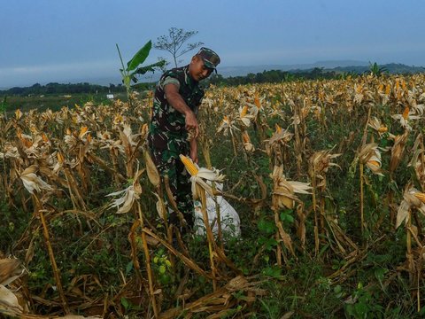 Anggota Kostrad TNI AD bersama petani saat melakukan panen jagung hibrida di kawasan Ciletuh, Sukabumi, Jawa Barat, Selasa (04/06/2024). Kostrad TNI AD mengubah hampir seratus hektar  lahan tidur  menjadi area food estate  kebun jagung untuk ketahanan pangan. Dalam setiap panen setiap tiga bulan dihasilkan 7 hingga 8 ton jagung yang kemudian diolah menjadi jagung pipil kering.