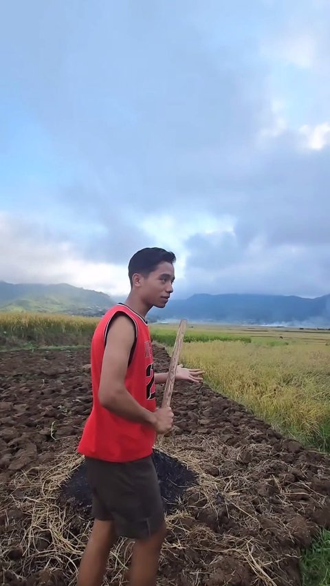 Potret Betrand Peto Berburu Tikus di Sawah, Dapet Banyak!