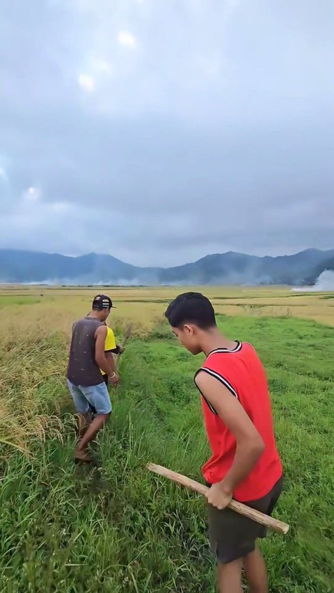 Potret Betrand Peto Berburu Tikus di Sawah, Dapet Banyak!