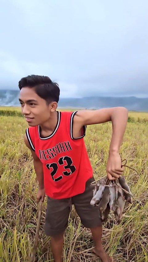 Potret Betrand Peto Berburu Tikus di Sawah, Dapet Banyak!