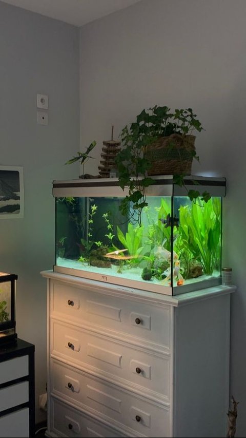 Mini Aquarium Suitable for Placement on Drawers