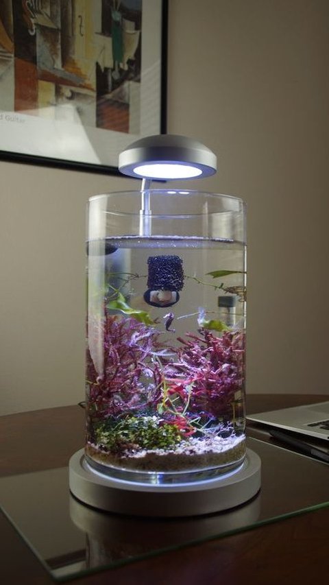 <b>Akuarium Mini Jar</b><br>