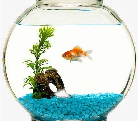 Inspirasi desain akuarium mini yang cocok diletakkan di kamar.