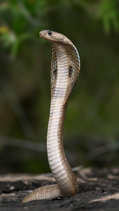 2. Snake, Has a Deadly Venom