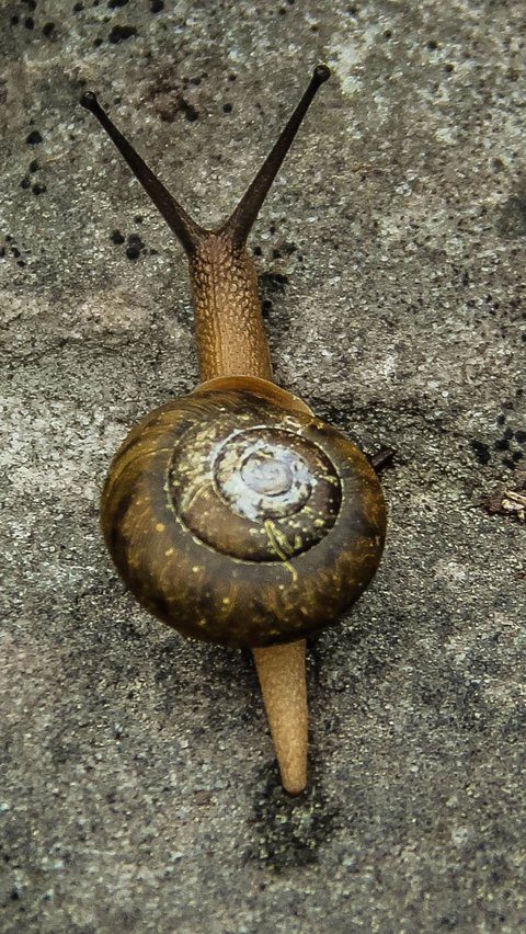 4. Freshwater Snail