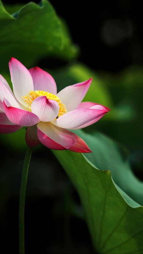<i>Lotus Flower</i>
