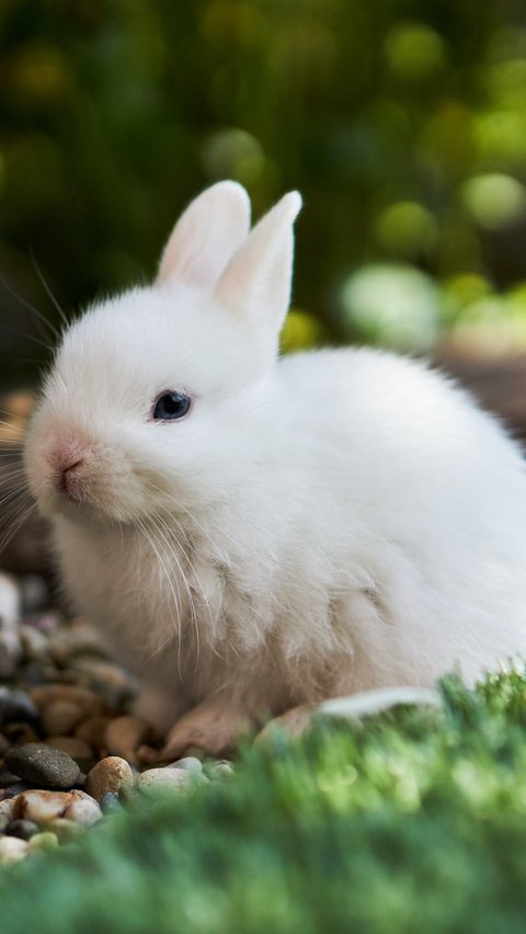 6. Rabbit
