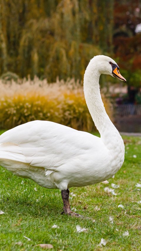 9. Swan Becomes the Friendliest Bird