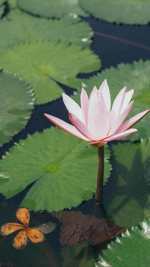 <b>Bunga Lotus</b><br>