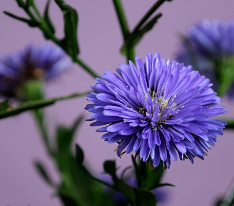 11 Bunga yang Melambangkan Kebijaksanaan Pilihan Pas untuk Hadiah Atasan Baru
