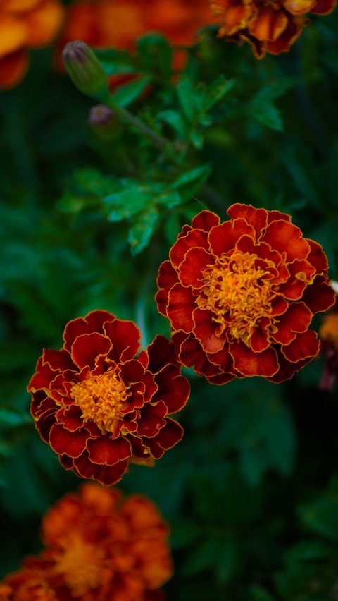 Jenis-jenis bunga yang melambangkan kebijaksanaan.