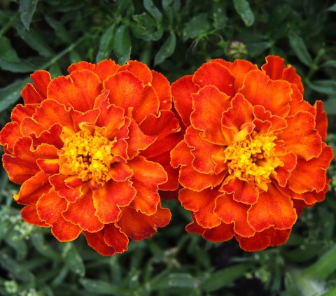 Jenis-jenis bunga yang melambangkan kebijaksanaan.