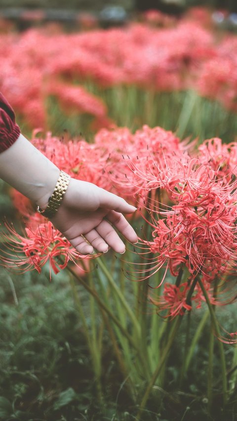 Jenis-jenis bunga yang melambangkan kebijaksanaan.