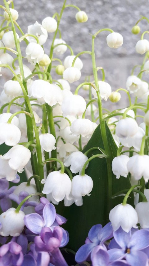 <b>Bunga Lily Of The Valley</b><br>