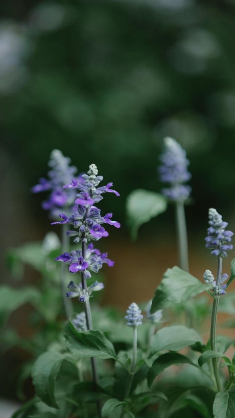Jenis-jenis bunga yang melambangkan kebijaksanaan.