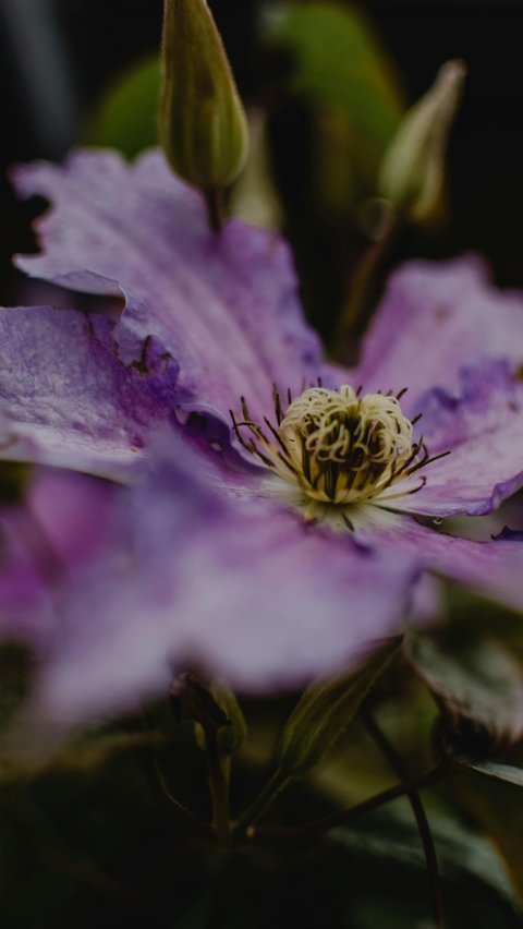 Jenis-jenis bunga yang melambangkan kebijaksanaan.