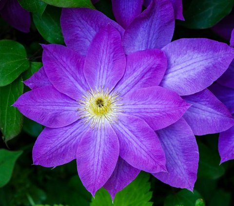 Jenis-jenis bunga yang melambangkan kebijaksanaan.