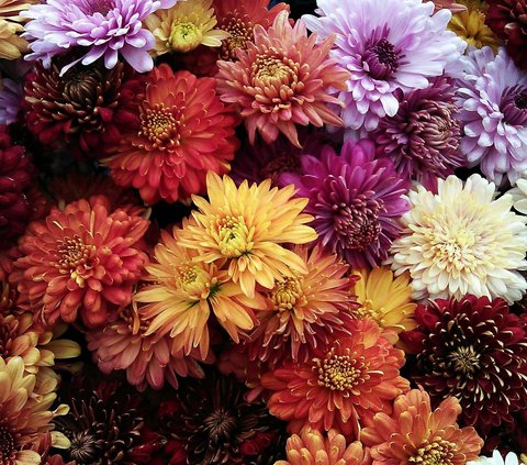 Jenis-jenis bunga yang melambangkan kebijaksanaan.