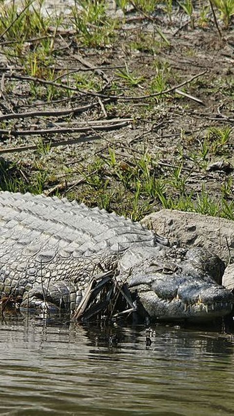 3. Nile Crocodile