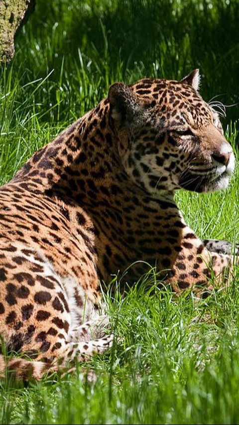 6. Jaguar<br>