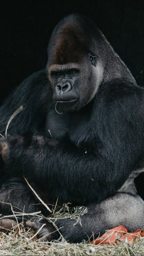 7. Gorilla
