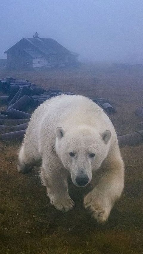 8. Polar Bear