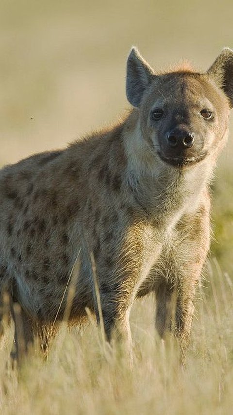 9. Spotted Hyena