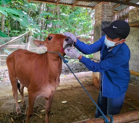 Kondisi Hewan Kurban di DIY Jelang Iduladha, Pemerintah Gencarkan Sosialisasi