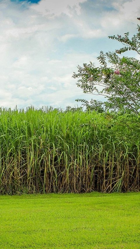 Dapat Tugas Jaga Stabilitas Pangan, Dirut PTPN: Produktivitas Tebu Meningkat Jadi 8 Ton Gula per Hektare