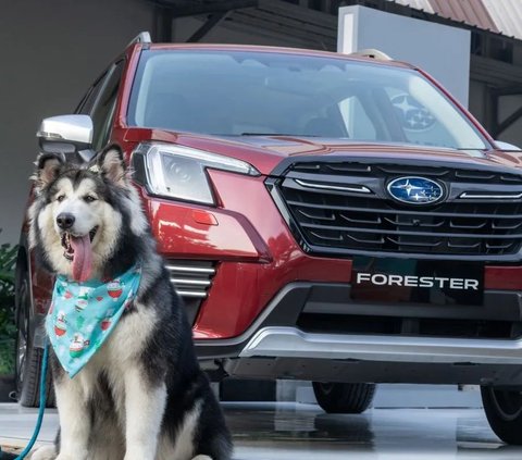 Subaru Berkomitmen Meningkatkan Kesejahteraan Hewan Peliharaan.