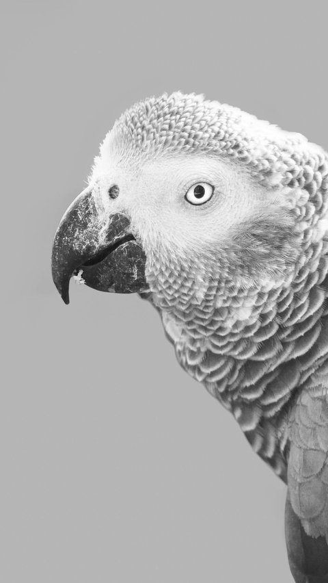 <b>African Grey Parrots</b>