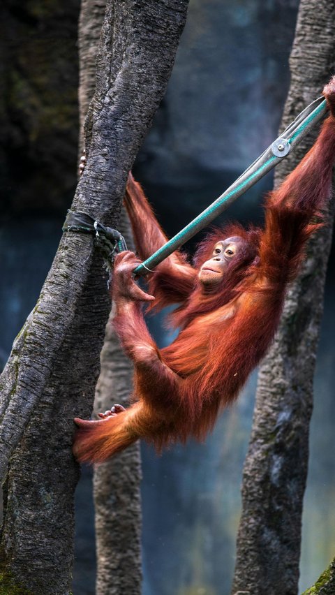 <b>Orangutan</b>
