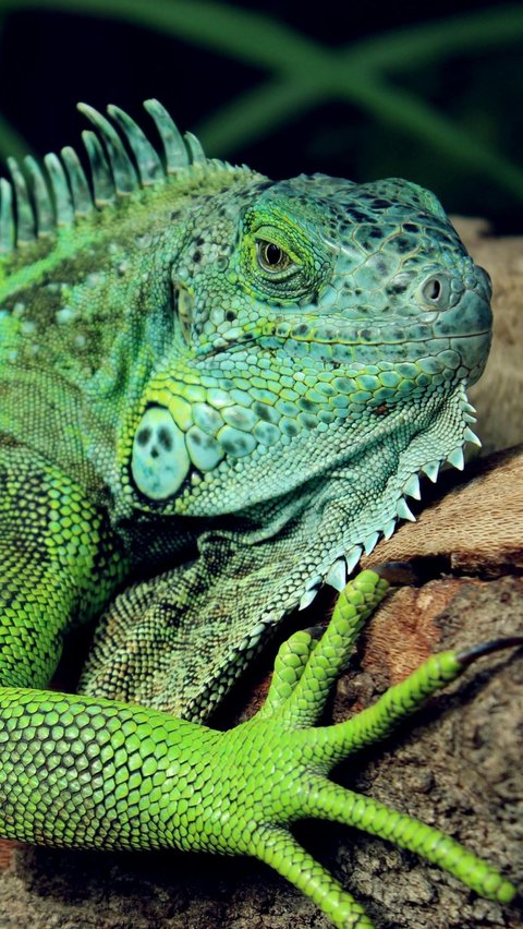 <b>Iguana</b><br>