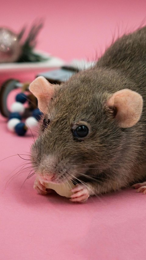 <b>Cara Ampuh Usir Tikus dari Rumah Hanya dengan Bahan-bahan Dapur</b><br>