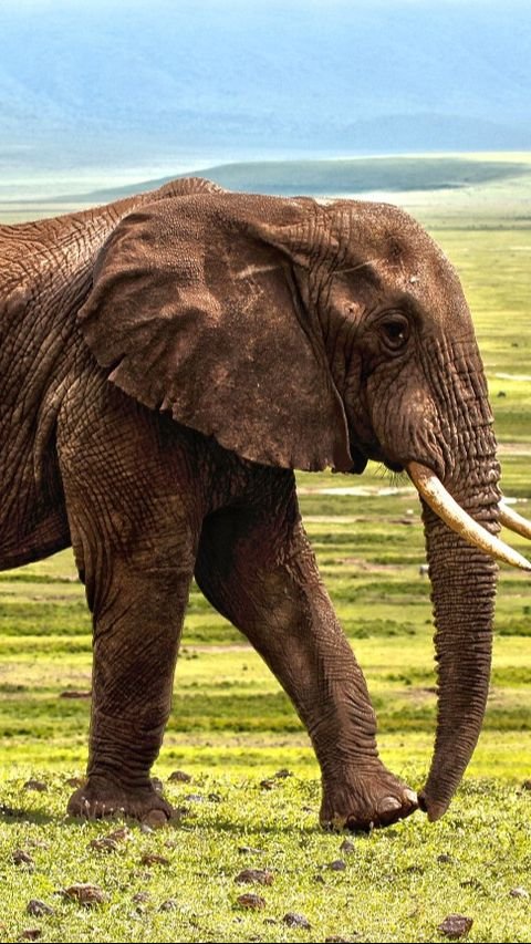 9. Gajah