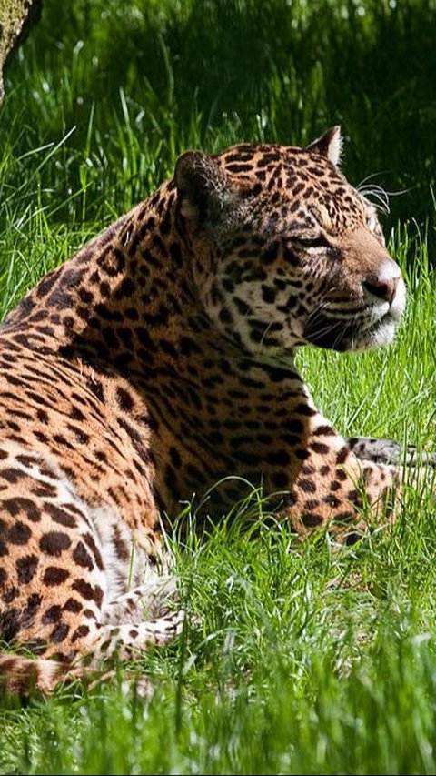 6. Jaguar
