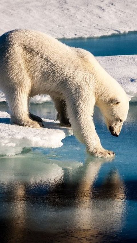 8. Beruang Kutub