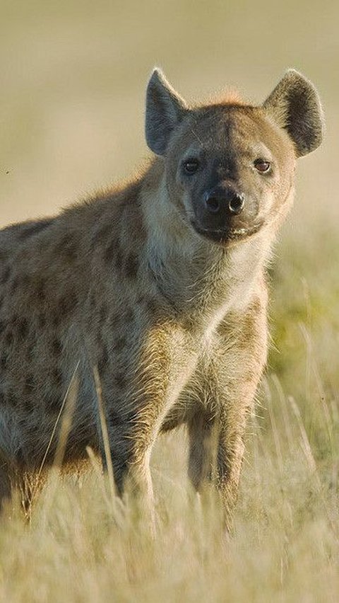 9. Hyena Tutul