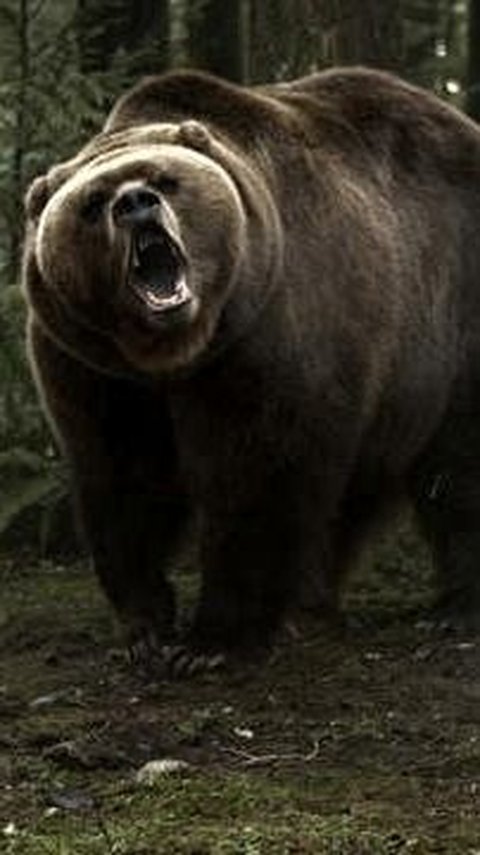 10. Beruang Grizzly