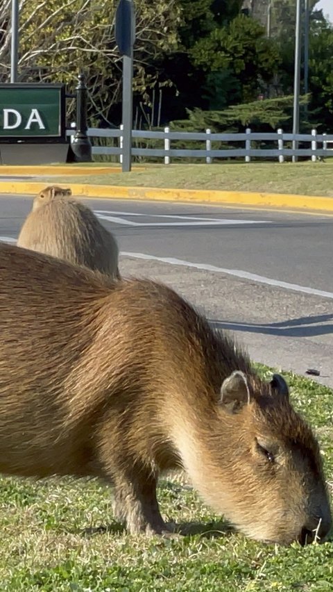 1. Kapibara