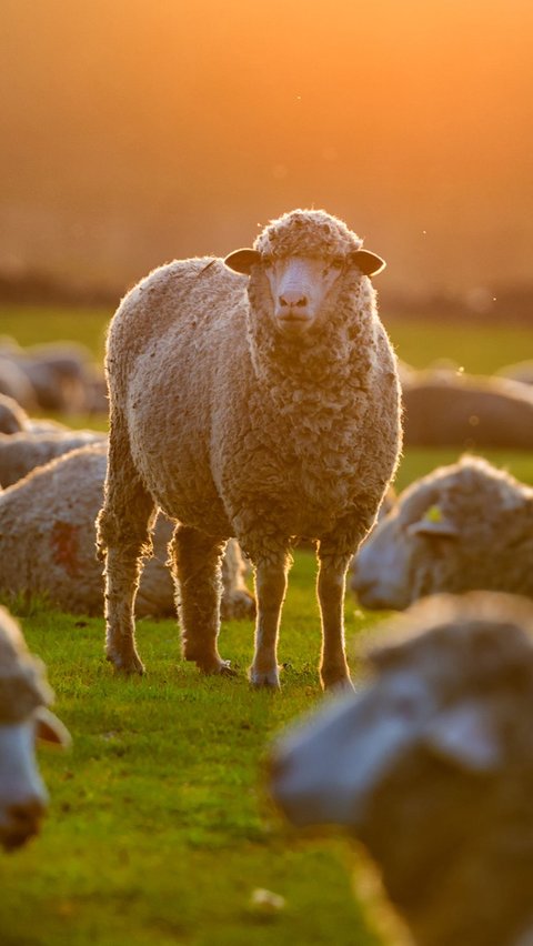 Ilustrasi Foto Domba (iStockphoto)
