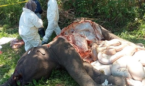 Gajah Sumatera Mati Tersengat Listrik di Aceh Tengah
