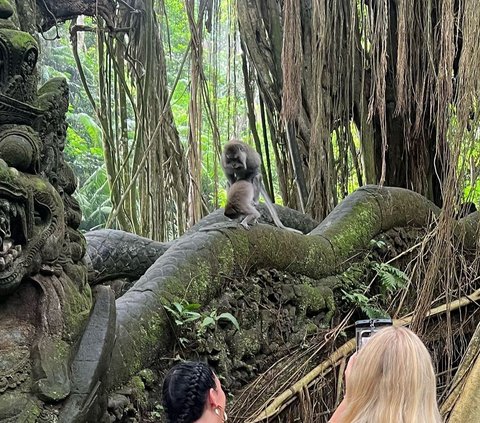 Bitten by a Monkey during Vacation in Bali, Australian Tourist Must Pay IDR 97 Million for Rabies Injection