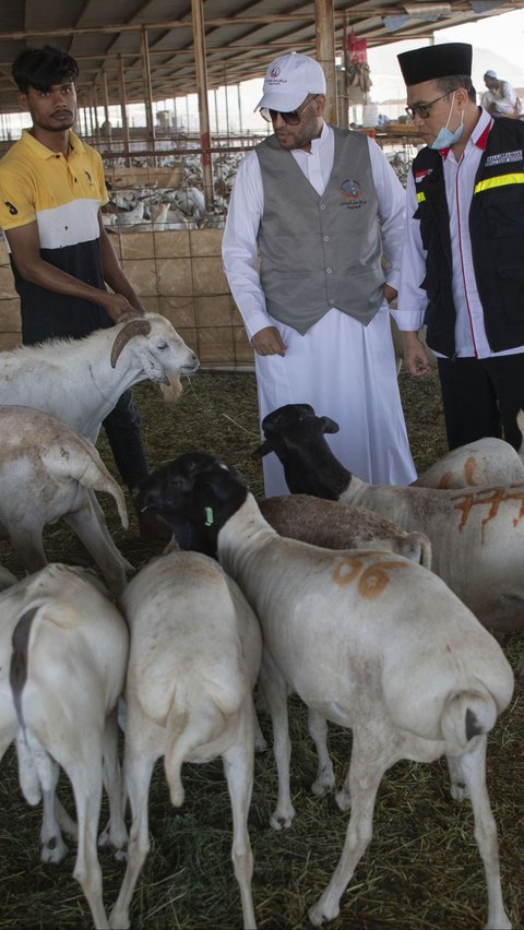 Jemaah Haji Boleh Bayar Dam dengan Kambing hingga Unta, Begini Syaratnya