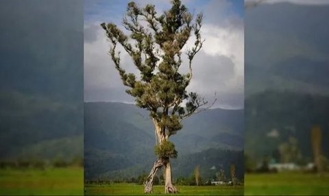 Pohon 'Berjalan' Setinggi Gedung 7 Lantai Raih Penghargaan Bergengsi di Selandia Baru, Mirip Karakter Fiksi dalam Film Lord of The Rings