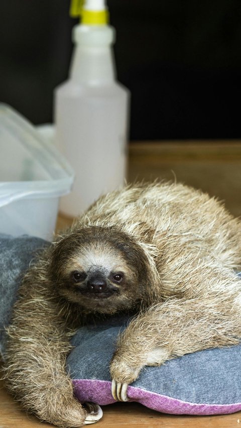 Hewan-hewan yang memiliki waktu hibernasi terlama di dunia.