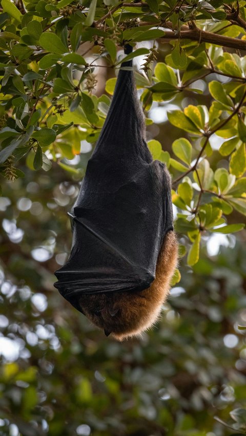 Hewan-hewan yang memiliki waktu hibernasi terlama di dunia.