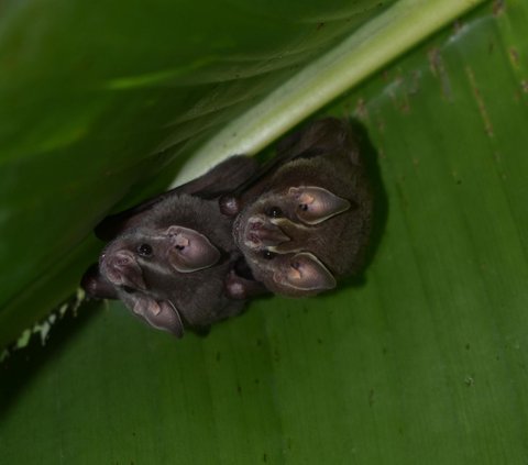 Hewan-hewan yang memiliki waktu hibernasi terlama di dunia.