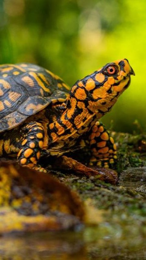 Hewan-hewan yang memiliki waktu hibernasi terlama di dunia.